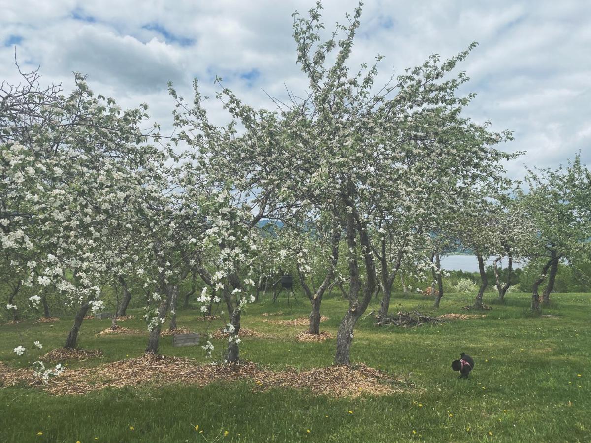 Domaine Steinbach Cidrerie B&B Distillerie St-Pierre-de-l'Île-d'Orléans エクステリア 写真